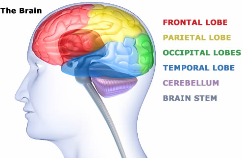 lobes of the brain