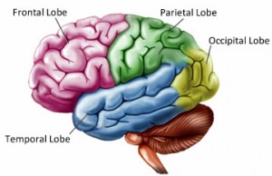 brain lobes