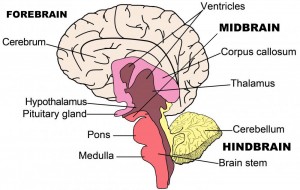 inside brain parts