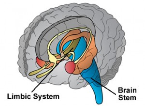 limbic system - Northern Brain Injury Association | British Columbia